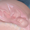 baby delivery animation link